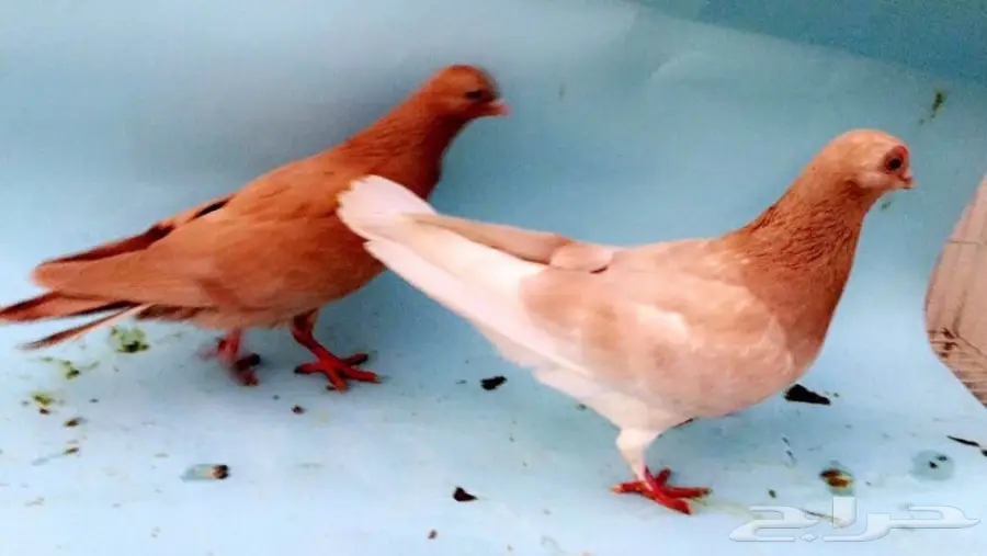 كوري للبيع (image 2)