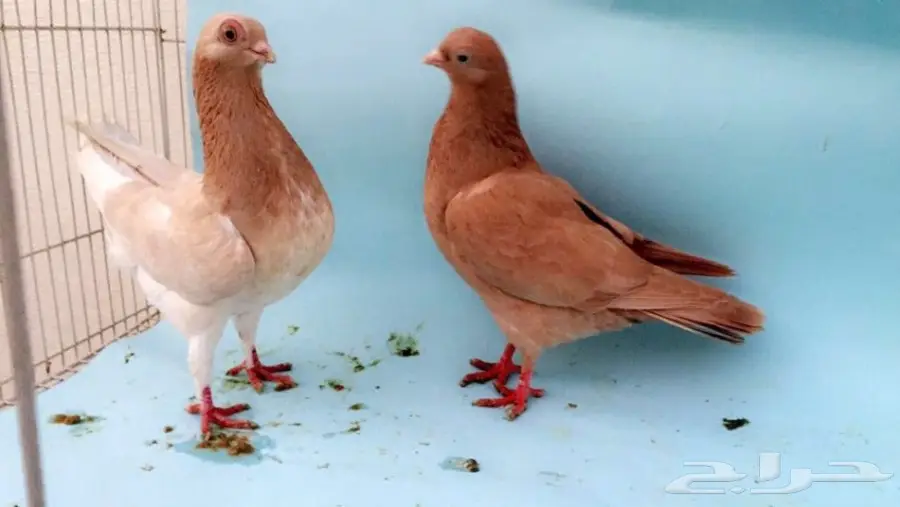 كوري للبيع (image 3)