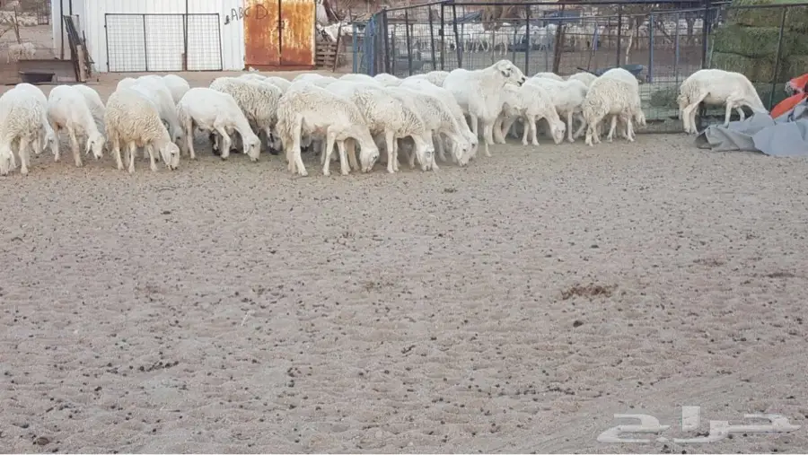 ضأن حريات صنف مراح واحد منوه القناي (image 7)