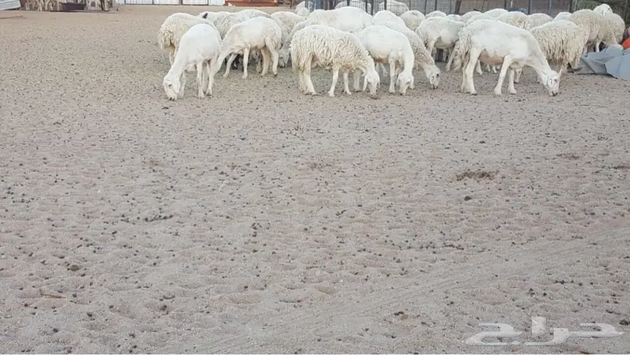 ضأن حريات صنف مراح واحد منوه القناي (image 1)