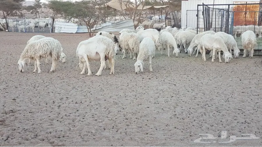 ضأن حريات صنف مراح واحد منوه القناي (image 4)