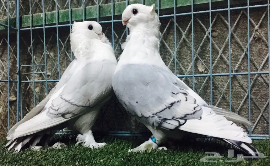 جوز رمان عالي الجودة - إنتاج 2016 (image 3)