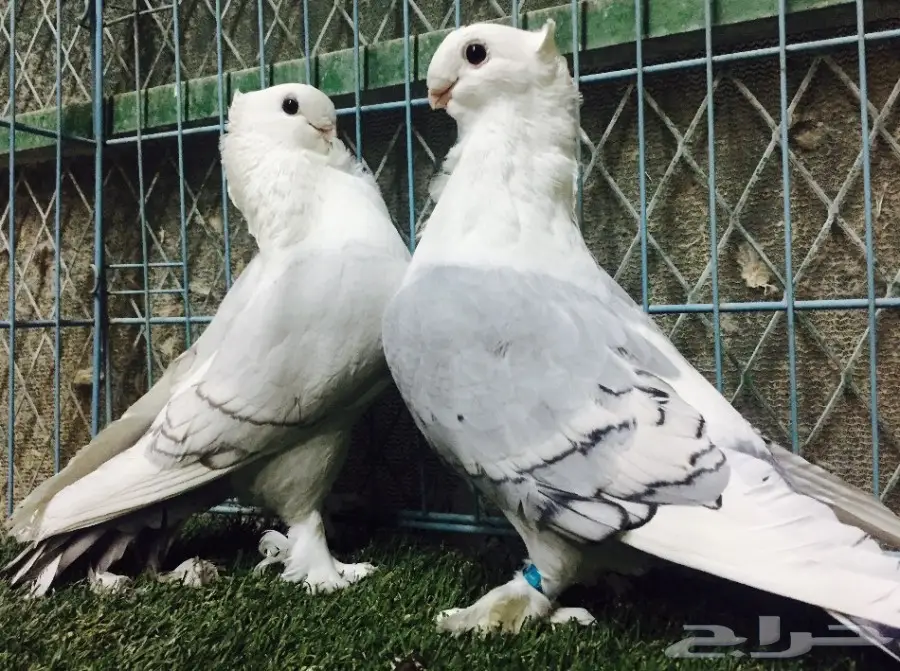 جوز رمان عالي الجودة - إنتاج 2016 (image 2)