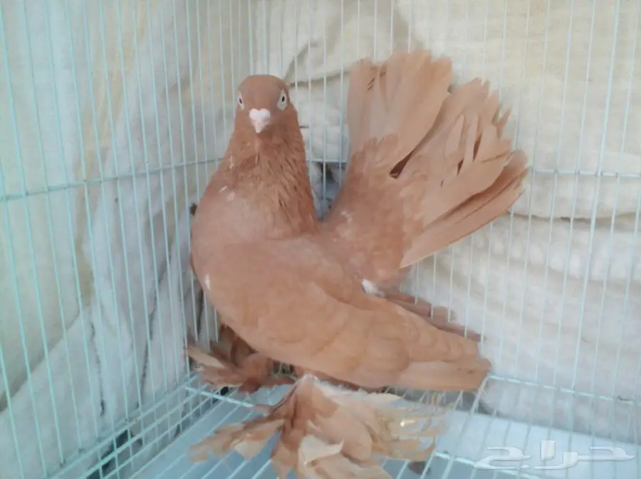 أوقد - أوقد - أوقد! أوقد مستعمر أوقد - أوقد - أوقد! أوقد - أوقد - أوقد! أوقد - أوقد - أوقد! أوقد - أوقد - أوقد! أوقد - أوقد - أوقد! أوقد - أوقد - أوقد! أوقد - أوقد - أوقد! أوقد - أوقد - أوقد! أوقد - أوقد - أوقد! أوقد - أوقد - أوقد! (image 3)