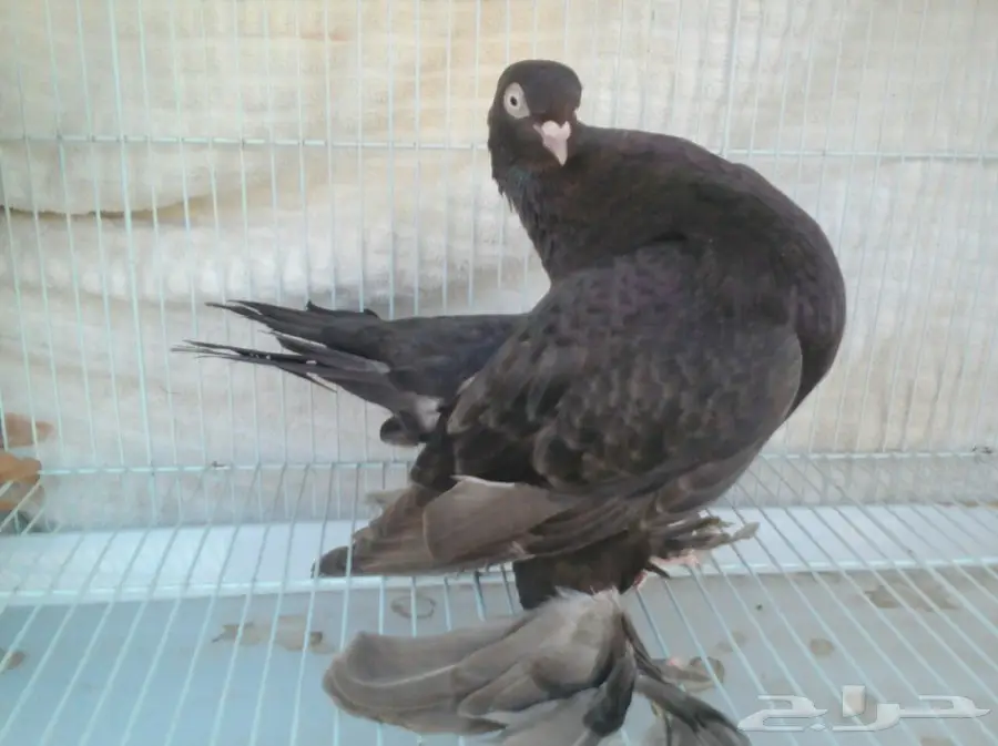 أوقد - أوقد - أوقد! أوقد مستعمر أوقد - أوقد - أوقد! أوقد - أوقد - أوقد! أوقد - أوقد - أوقد! أوقد - أوقد - أوقد! أوقد - أوقد - أوقد! أوقد - أوقد - أوقد! أوقد - أوقد - أوقد! أوقد - أوقد - أوقد! أوقد - أوقد - أوقد! أوقد - أوقد - أوقد! (image 6)