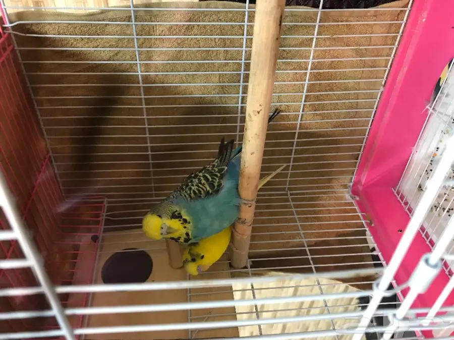 للبيع كروان مع امه .. وجوز فيشر روز  (image 1)