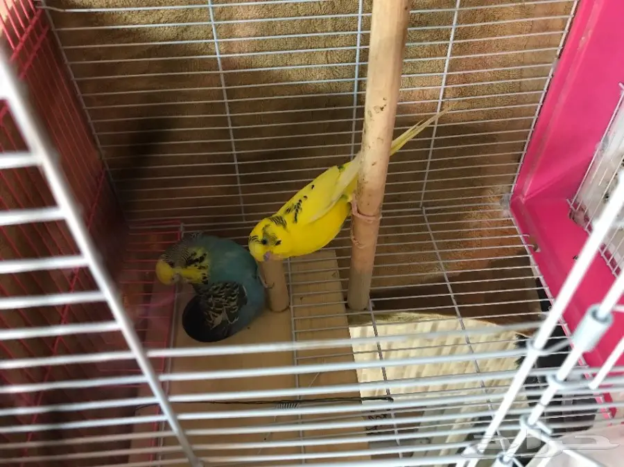 للبيع كروان مع امه .. وجوز فيشر روز  (image 2)