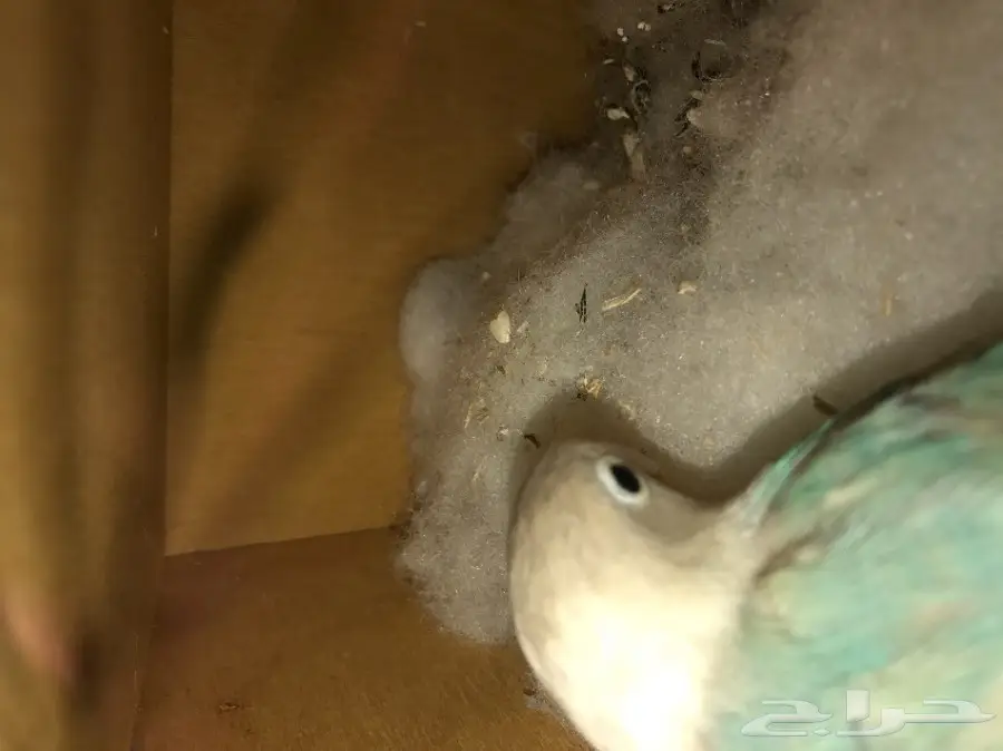 للبيع كروان مع امه .. وجوز فيشر روز  (image 3)