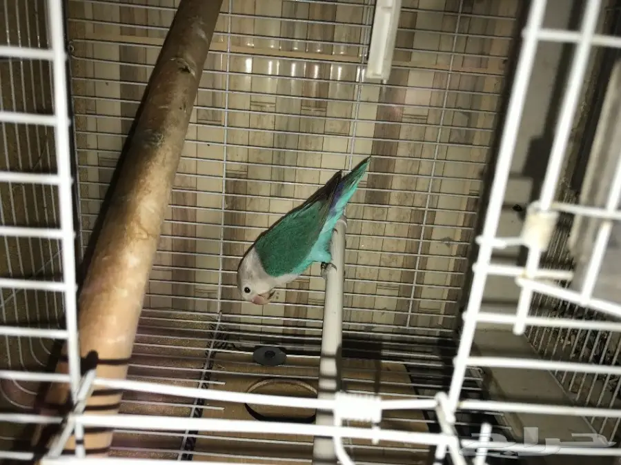 للبيع كروان مع امه .. وجوز فيشر روز  (image 4)