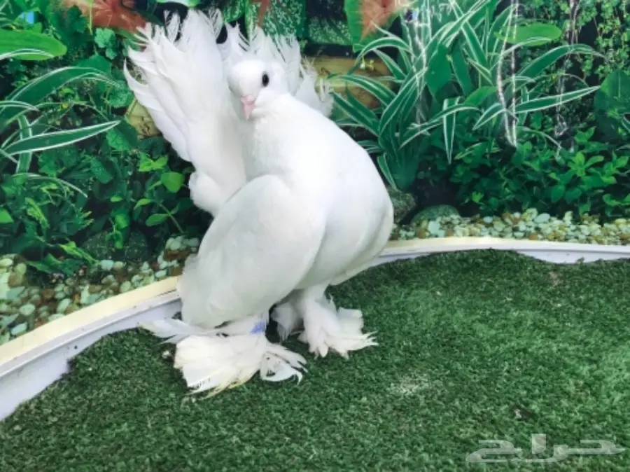 انثى سيبيري  منتجه