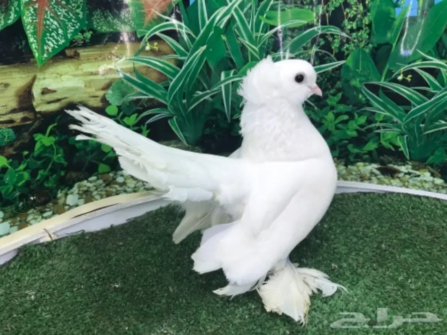 انثى سيبيري  منتجه (image 1)