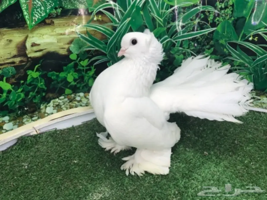 انثى سيبيري  منتجه (image 2)