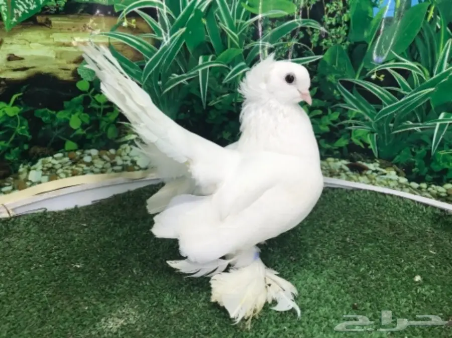 انثى سيبيري  منتجه (image 3)