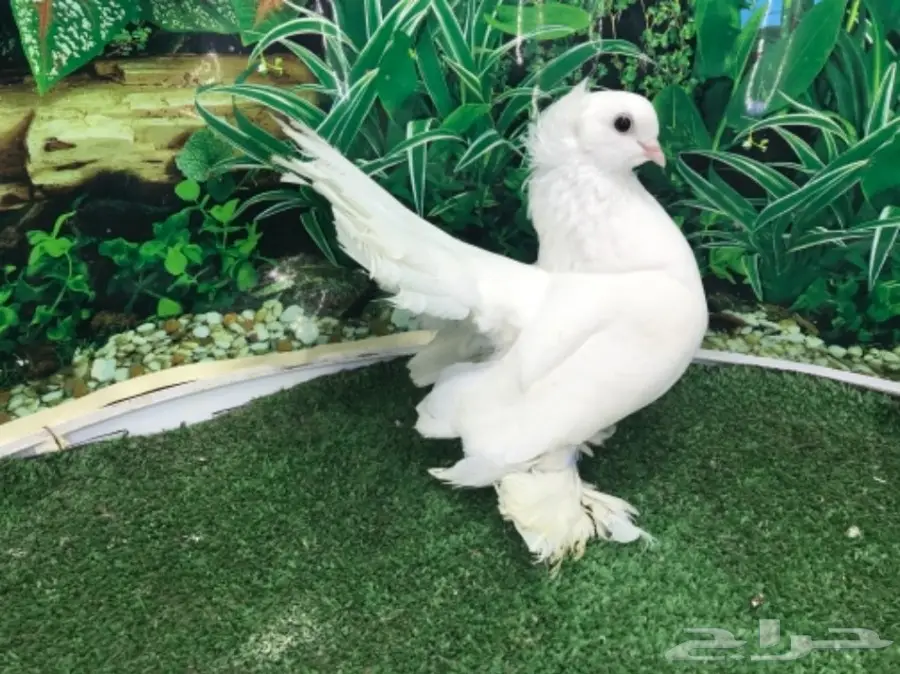 انثى سيبيري  منتجه (image 4)