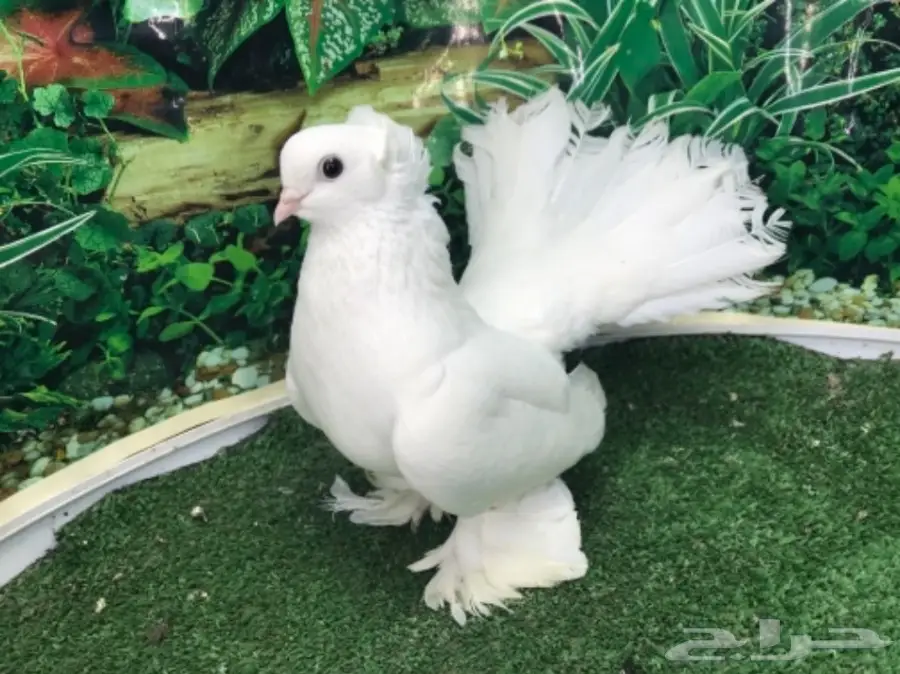 انثى سيبيري  منتجه (image 5)