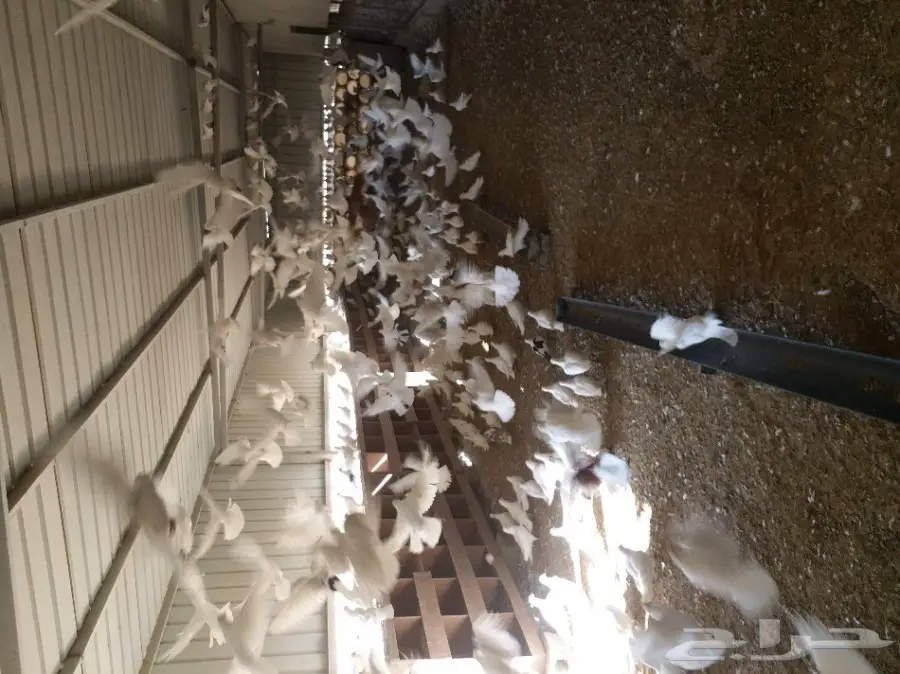 حمام فرنسي سوبر جامبو.قطا.سمان.دجاج..صوص.ديكه