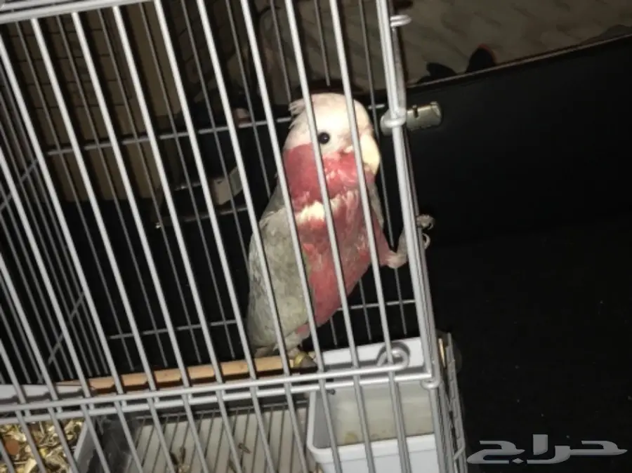 فرخ كوكاتو قالا 