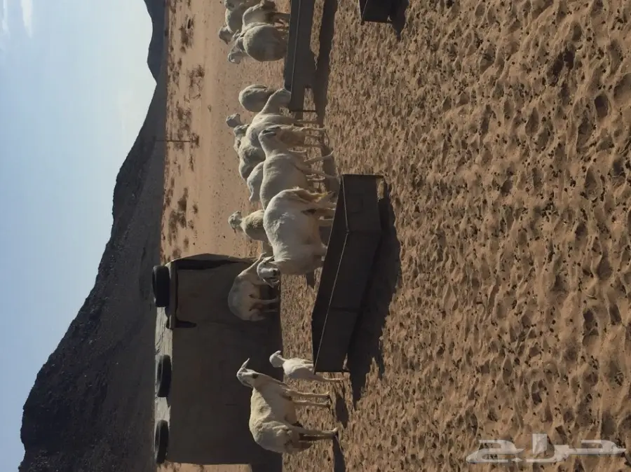 غنم ومعزا للبيع