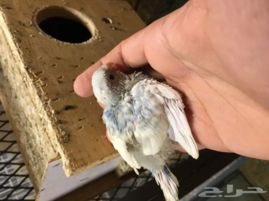 فروخ بادجي  (image 1)