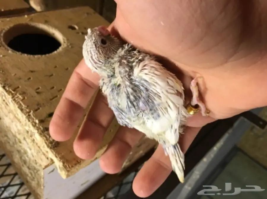 فروخ بادجي  (image 2)