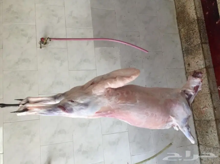 ذبايح حرية مصلوخه موصله