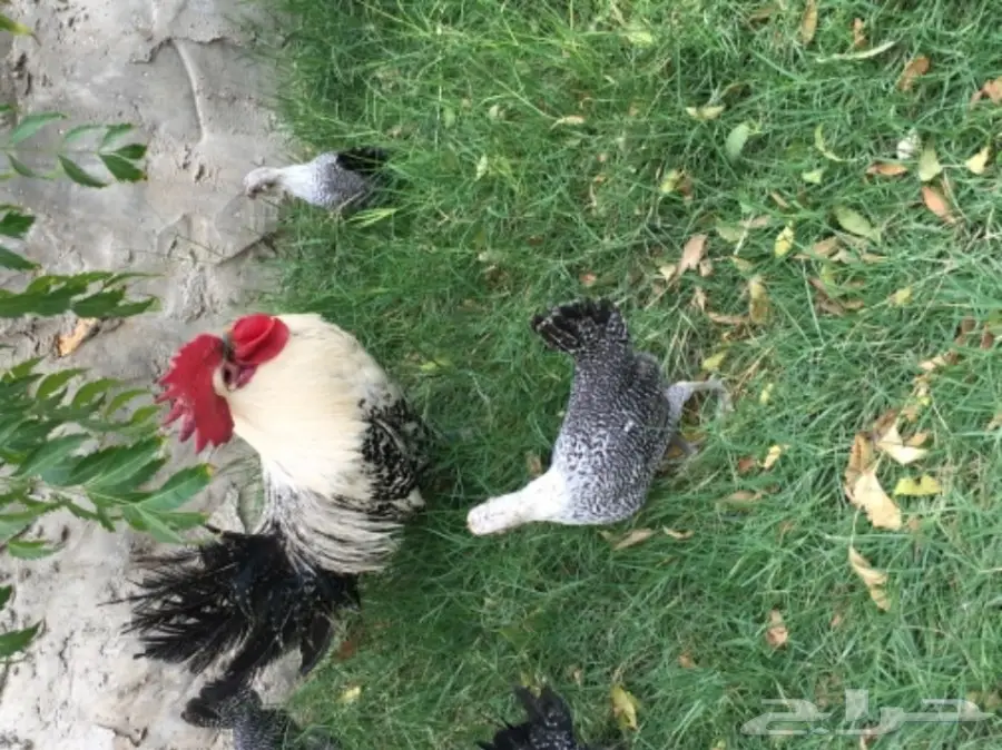 دجاج فيومي توصيل مجاني لجميع المناطق (image 1)