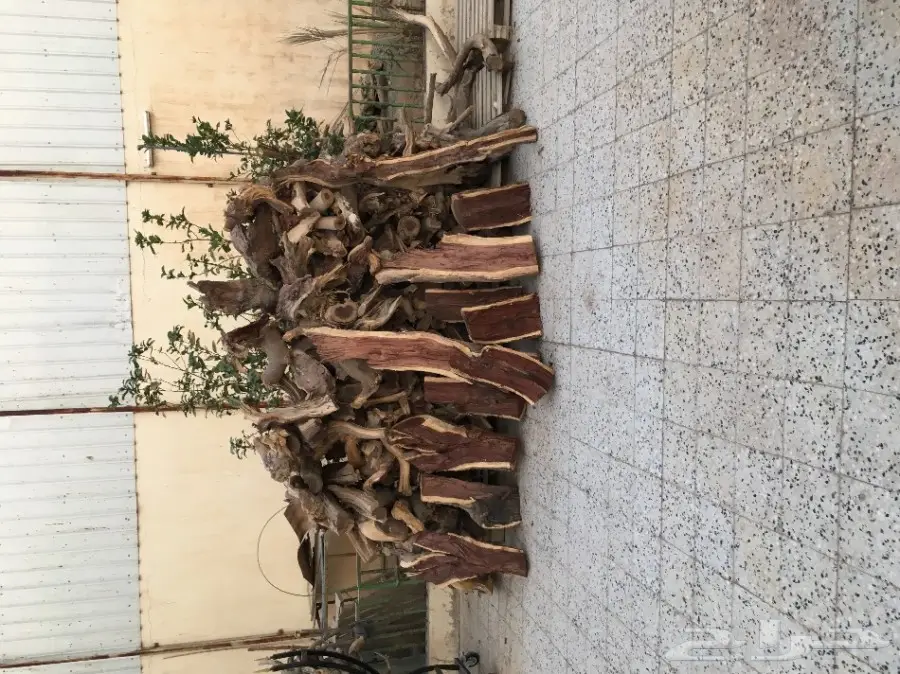 شلايخ سمر شرط  (image 9)