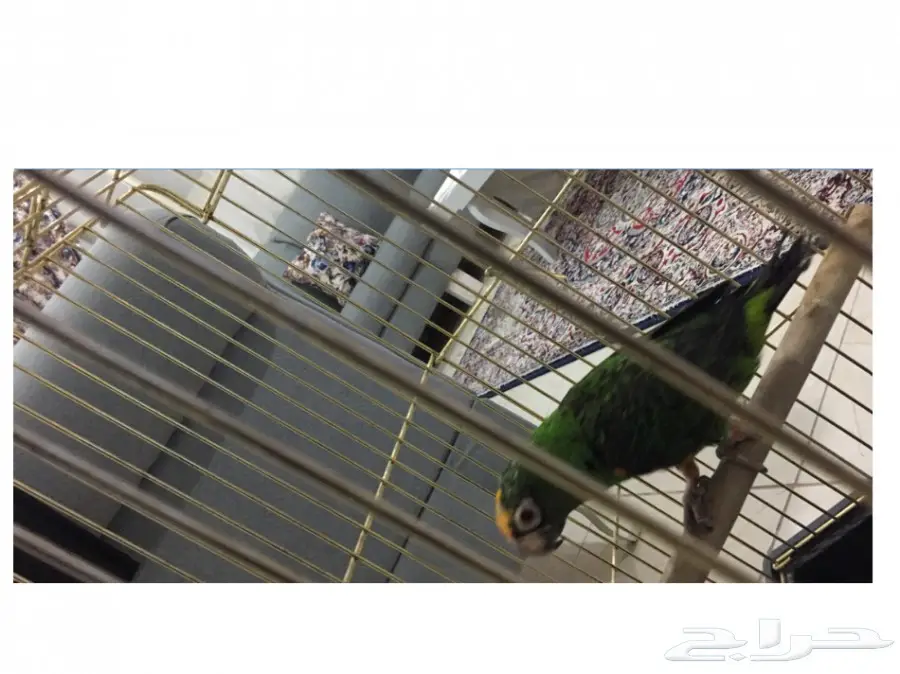 ببغاء قاردين مميز - فرصة لا تُفوّت! (image 2)