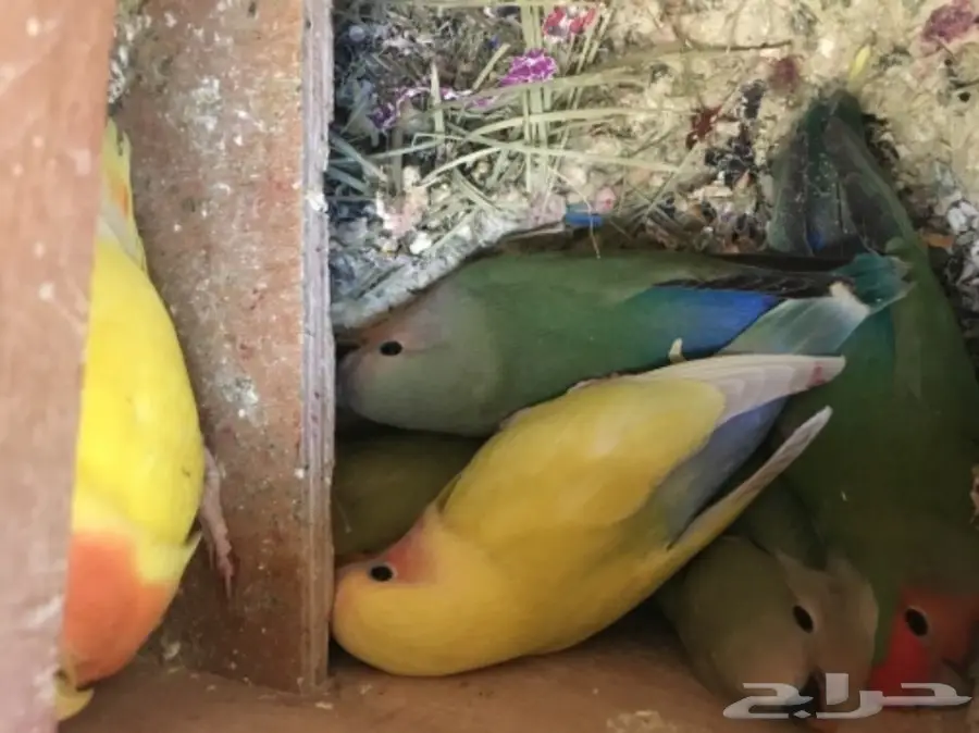 اربع فروخ روز