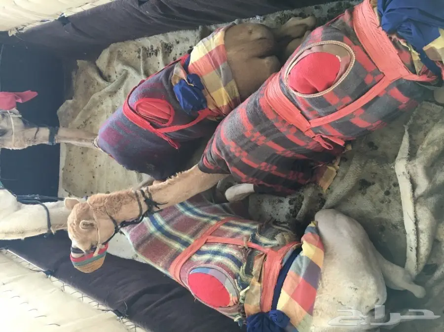 ديانه ولوري للايجار تحميل  (image 3)