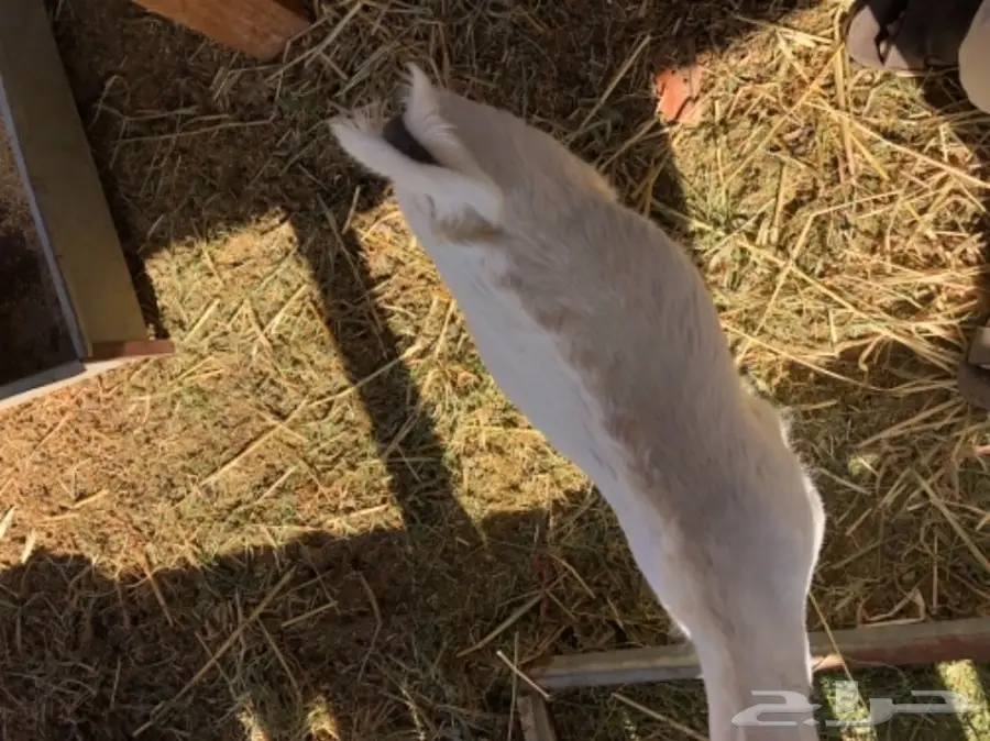 3 تيوس مقفله