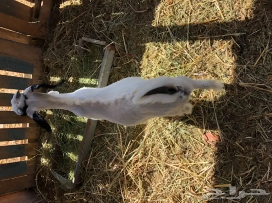 3 تيوس مقفله (image 1)