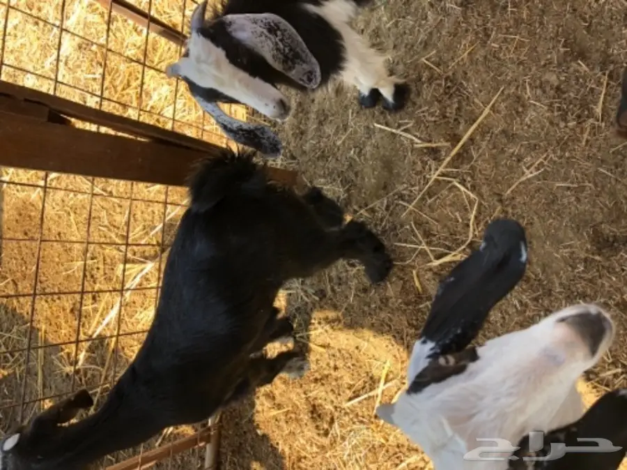 3 تيوس مقفله (image 2)