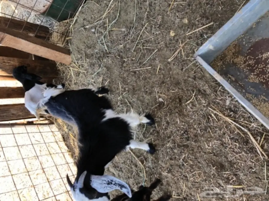 3 تيوس مقفله (image 3)