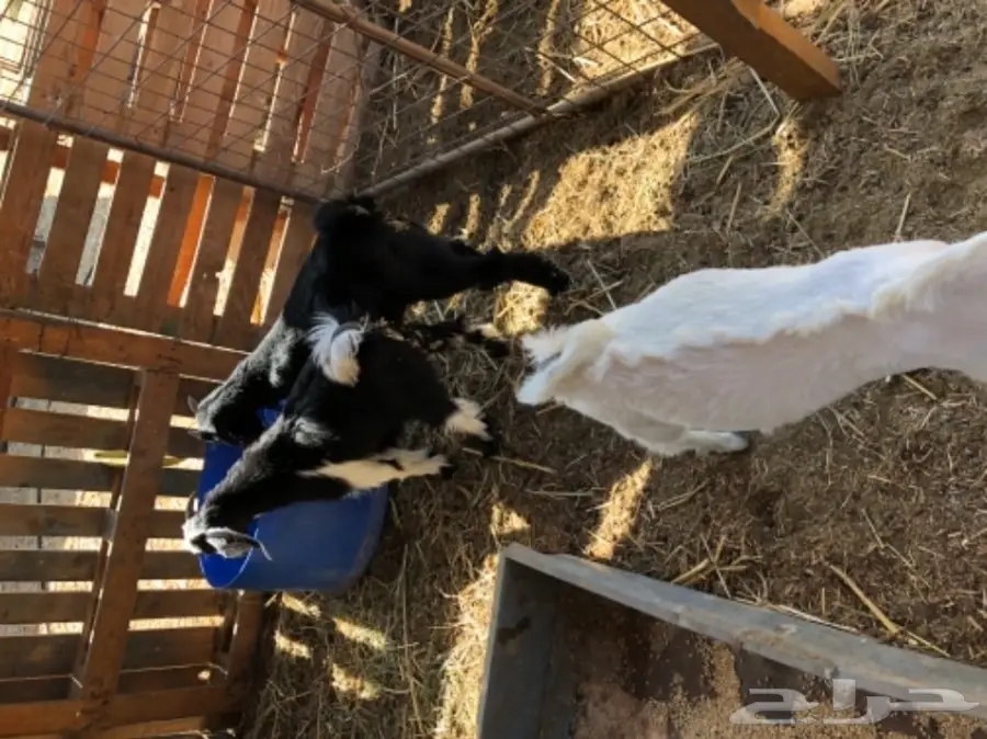 3 تيوس مقفله (image 4)