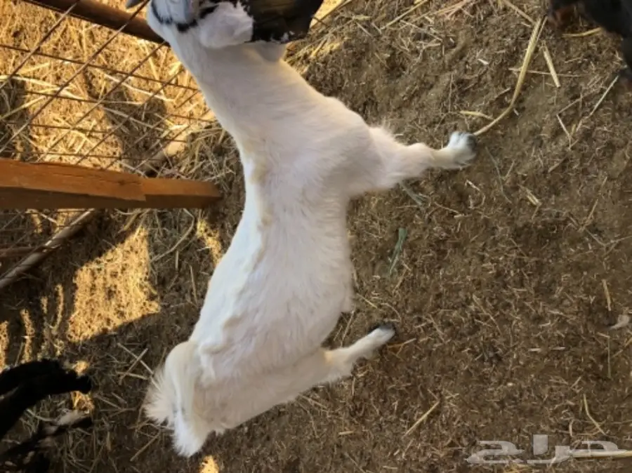 3 تيوس مقفله (image 5)