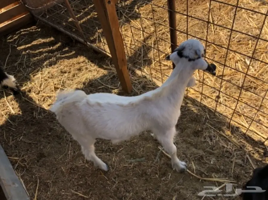 3 تيوس مقفله (image 6)