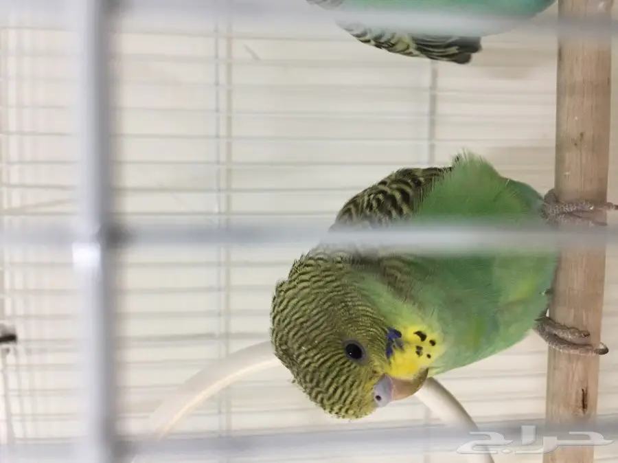 زوج طيور بادجي 100 ريال 