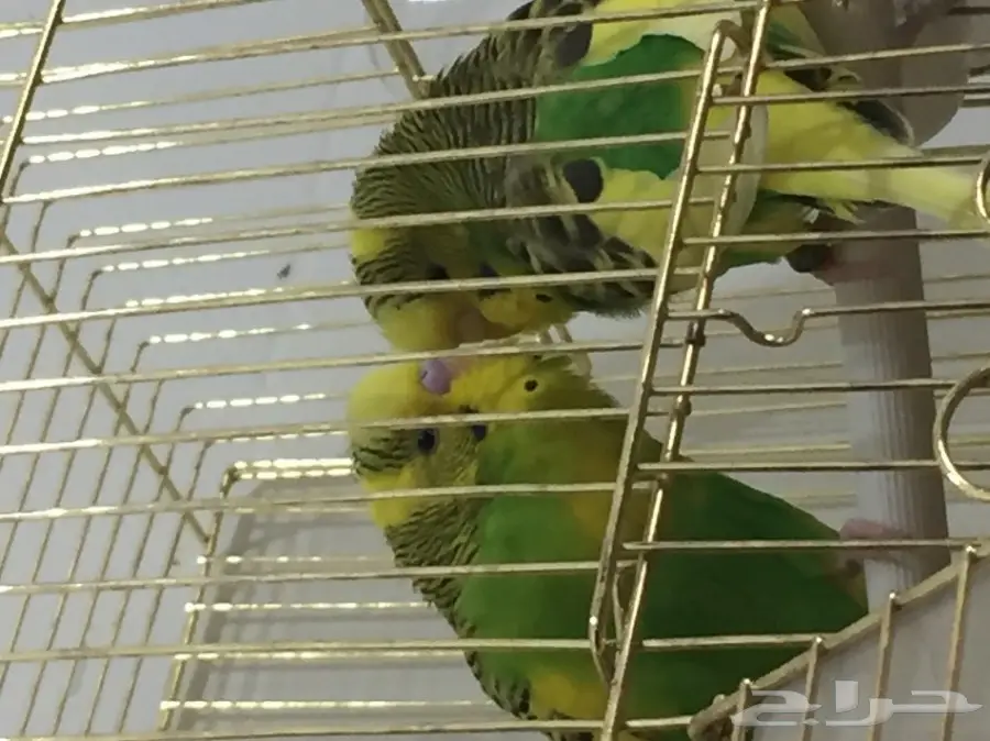 جوز بادجي جامبو منتج مشروط ماشاءالله  (image 4)