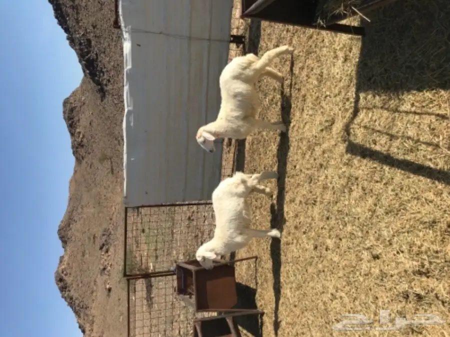 رخلين حريه للبيع 