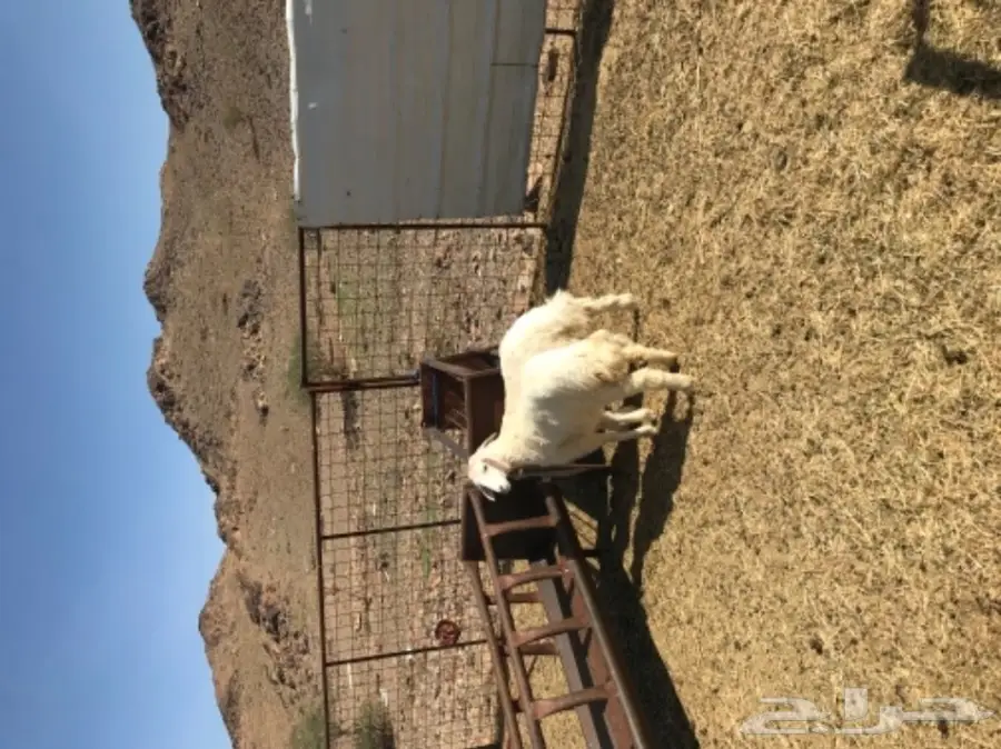 رخلين حريه للبيع  (image 1)