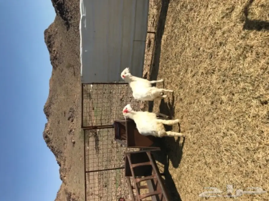 رخلين حريه للبيع  (image 2)