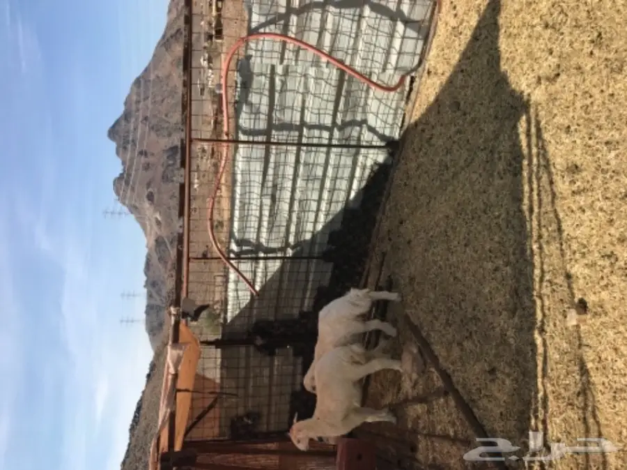 رخلين حريه للبيع  (image 3)