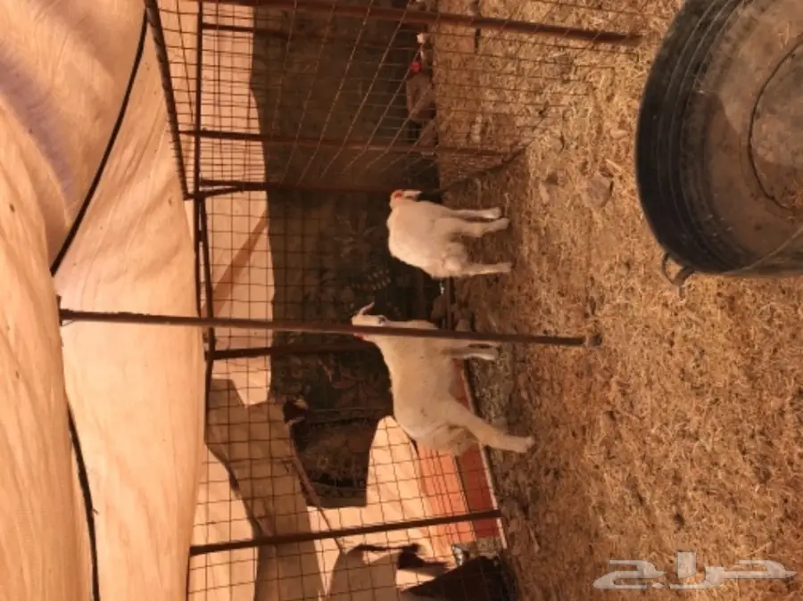 رخلين حريه للبيع  (image 4)