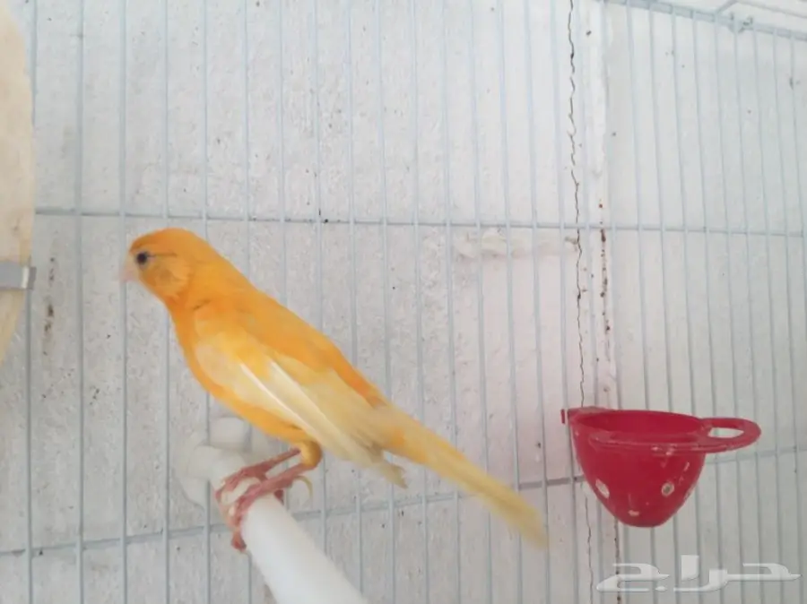 جوزين كناري سوري