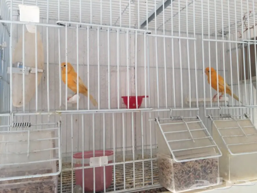 جوزين كناري سوري (image 1)