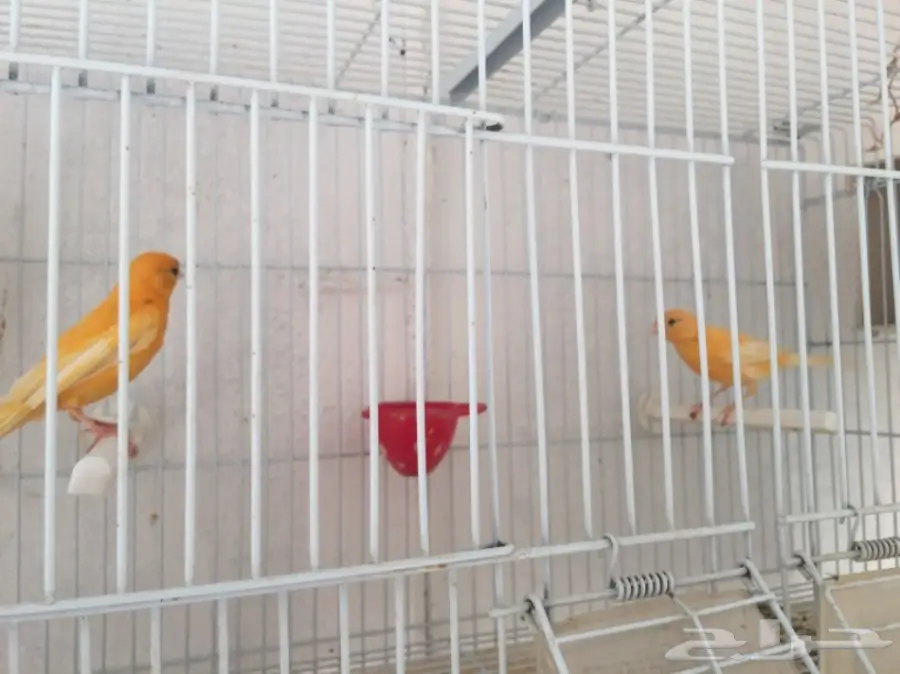 جوزين كناري سوري (image 2)