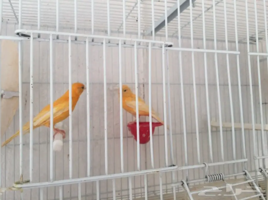 جوزين كناري سوري (image 3)