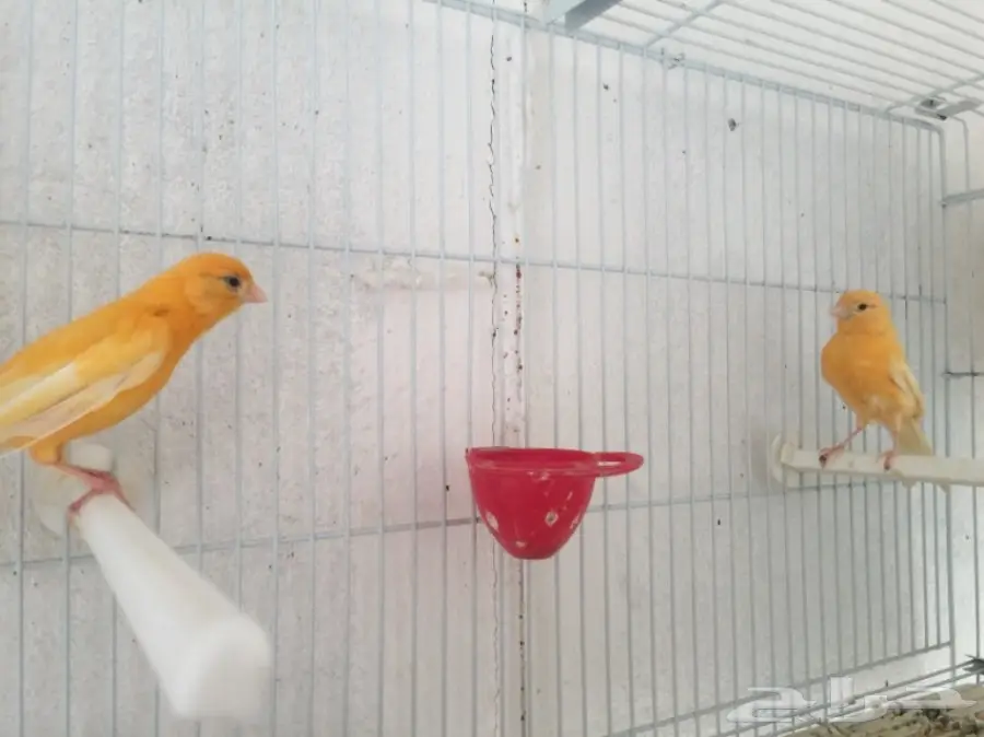 جوزين كناري سوري (image 4)