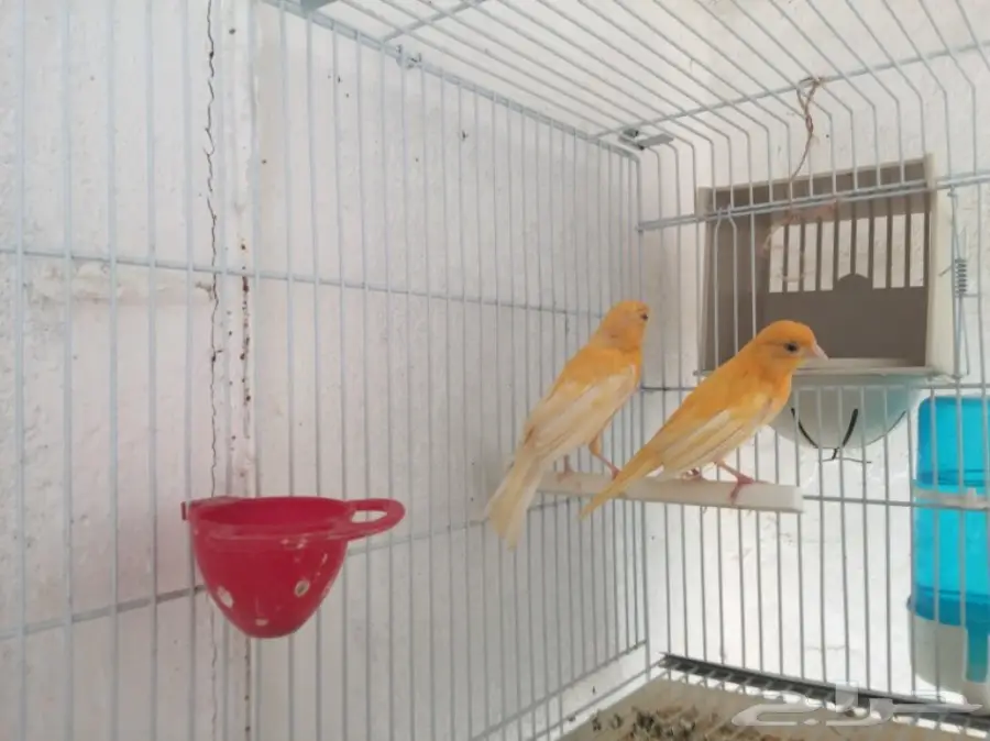 جوزين كناري سوري (image 5)